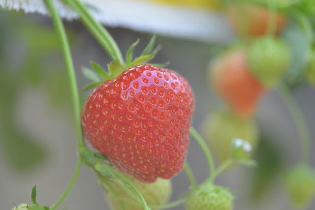 Aardbeien - Strawberry