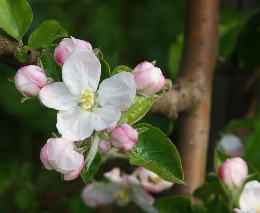 Bloesem - Apple blossom