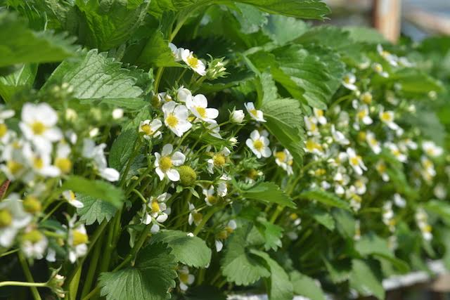 Bloesemtuin - Strawberry flowers