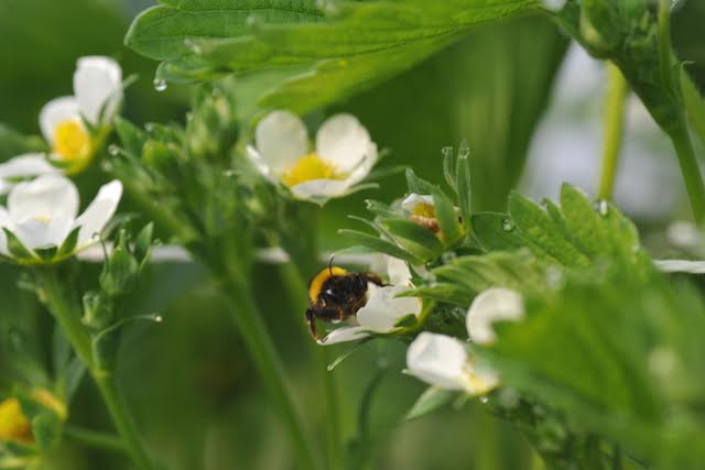 Natuur - Bee on flower